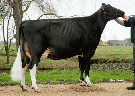 HS Sudan Exclusive VG-85