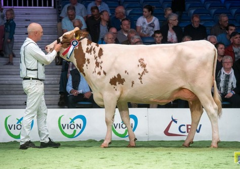 Huntje Holstein Anemoon 147 VG-88