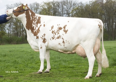 Huntje Holstein Anemoon 16