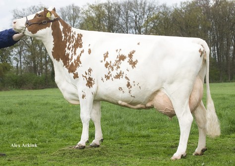 Huntje Holstein Anemoon 16 EX-90