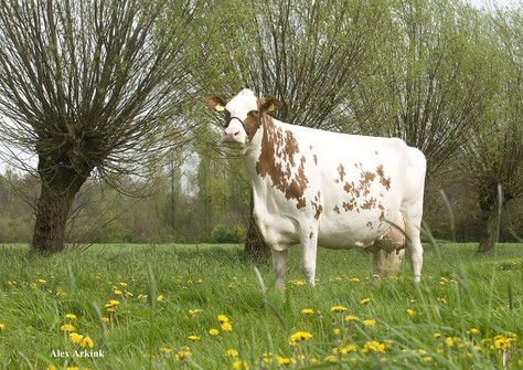 Huntje Holstein Anemoon 16 EX-90