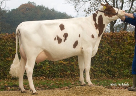 Huntje Holstein Anemoon 17 VG-86