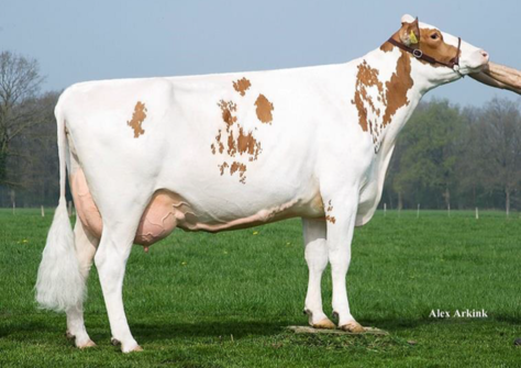 Huntje Holstein Anemoon 38 VG-88