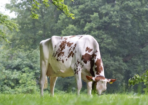 Huntje Holstein Anemoon 66 EX-90