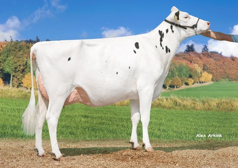 Huntje Holstein Anemoon 83 VG-85