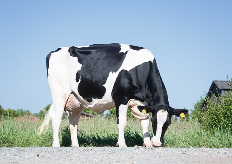 HWH 3STAR Ella P RDC  VG-89