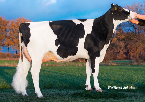 HWH 3STAR Ella P RDC  VG-87