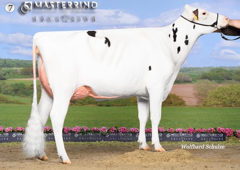 HWH Eva P VG-86