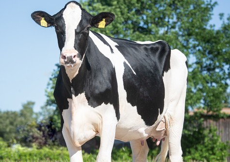 HWH 3STAR Ella P RDC  VG-89