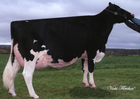 Idee Skychief Latoya VG-88