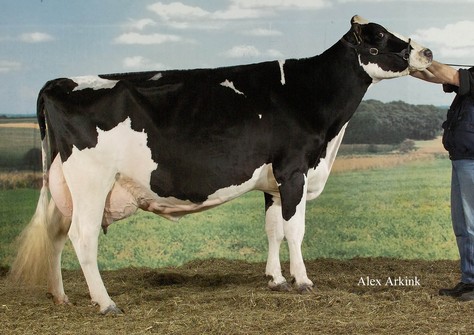 IJsselvliedt Roza 137; Lucky Leo x IJsselvliedt Roza 105 EX-92