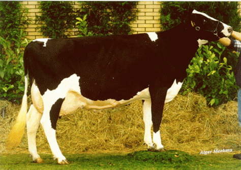 IJsselvliedt Roza 105 EX-92