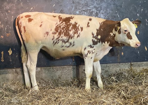 Poppe Red Hot Rita 2491 Red (1/2024)