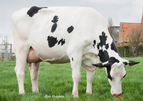 Inderella V/H Zomerbloemhof VG-88