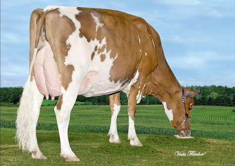 Islehaven Gold Dancer-Red VG-88