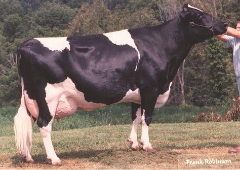 Jeta Commotion Cupid-ET VG-88