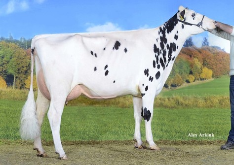 JK Eder Cinderella 1 VG-88