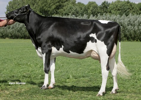 JK Eder Delta Alana RDC EX-90