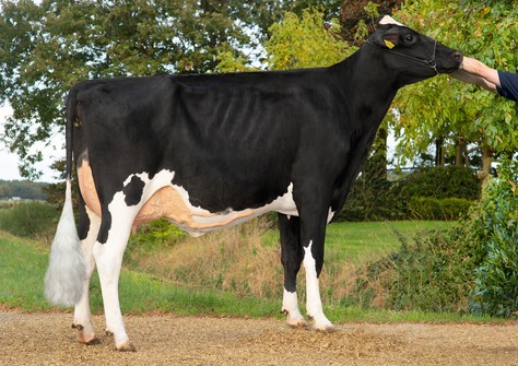 JK Eder DG Awesome Esmeralda RDC VG-86 JK Eder DG Awesome Esmeralda RDC VG-86
