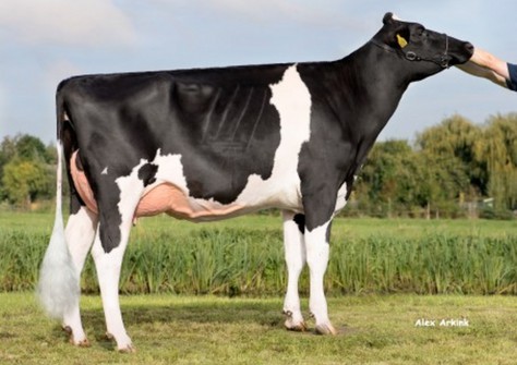 JK Eder DG Eliza VG-89 JK Eder DG Eliza VG-89