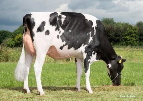 JK Eder DG Esmeralda EX-92 JK Eder DG Esmeralda EX-92