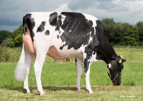 JK Eder DG Esmeralda EX-92