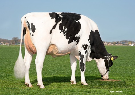 JK Eder Medley Evalyn 1 EX-90