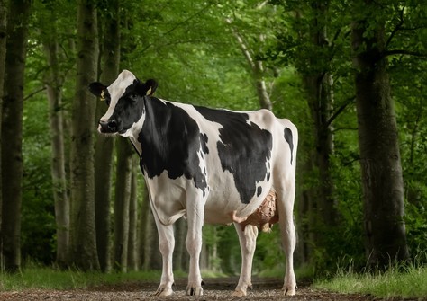 JK Eder Medley Evalyn 1