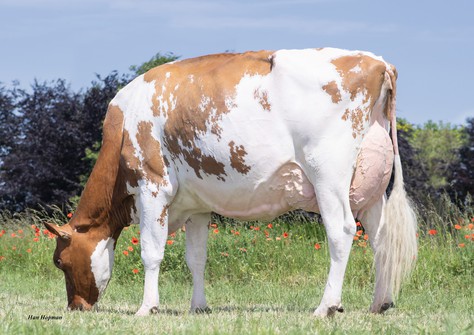 JK Eder Rocca Roxinne 1 Red EX-90