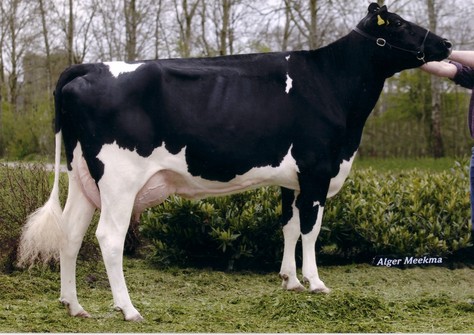 SH Jocko Jen VG-87