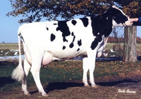 Jo-Wal Cleitus Macey VG-87