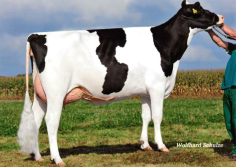 Joyana VG-85 Joyana VG-85