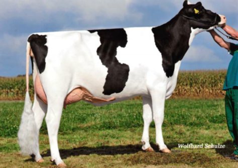 Joyana VG-85