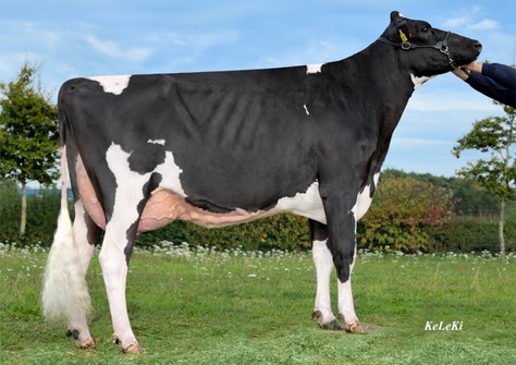 JS Rosie VG-85