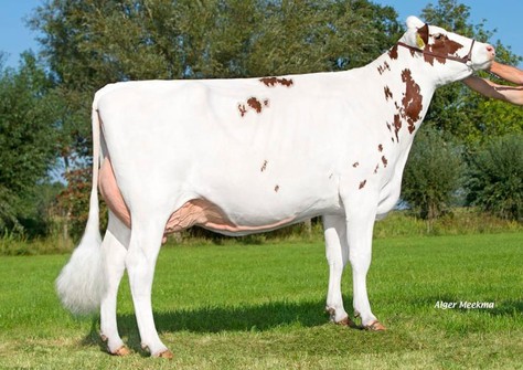 JU Dora 594 EX-91 JU Dora 594 EX-91