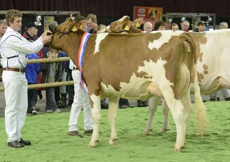 JU Lonia 154 Red VG-89