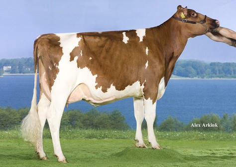 Ju Lonia 154 Red VG-89