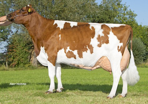 JU S Coba 7 VG-89