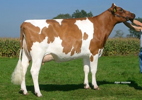 Julia 388 P Red VG-88