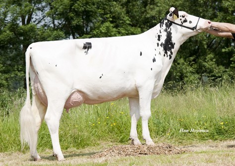 K&L PL Evette VG-86