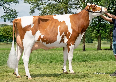 Kalibra SX 5631 Red VG-87