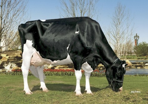Kamps-Hollow Durham Altitude EX-95 Kamps-Hollow Durham Altitude EX-95