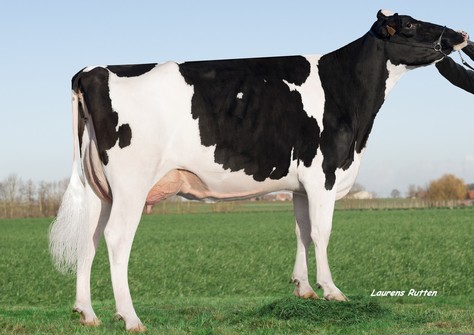 Kemelia V/H Zomerbloemhof VG-87