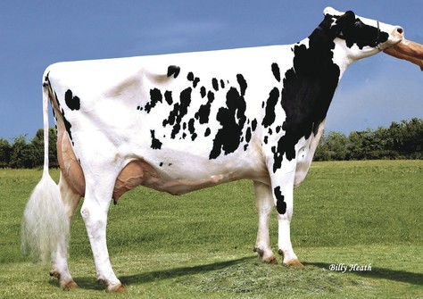 Kevrel Shottle May-ET EX-94