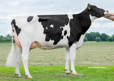 KHE I'm Good VG-87