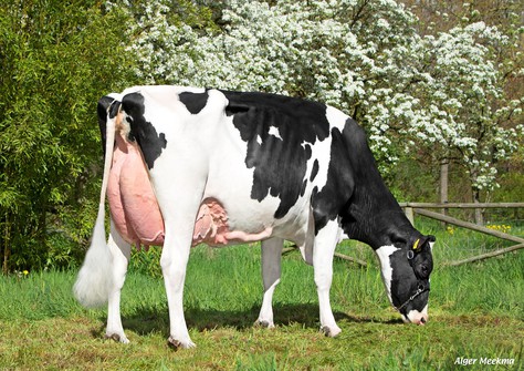 KHE I’m Good VG-87