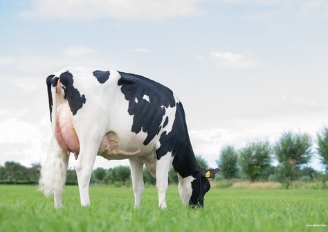 KHE I'm Good VG-88