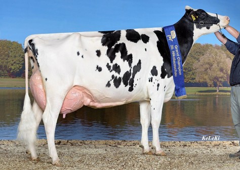 KHE Iowa EX-92, full sister to KHE Island VG-89