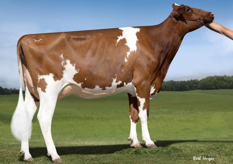 KHW Alchemy Adeline-Red VG-86