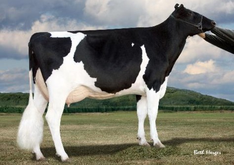 KHW Goldwyn Aiko RC EX-91